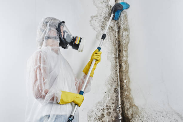 Best Local Mold Removal Service  in Burley, ID