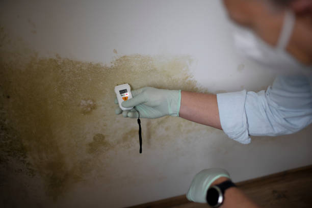 Burley, ID Mold Removal Company