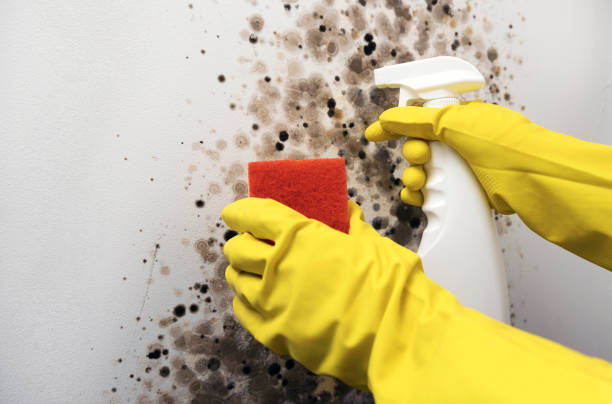 Best Emergency Mold Removal  in Burley, ID