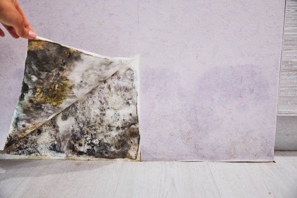 Best Office Mold Removal Services  in Burley, ID